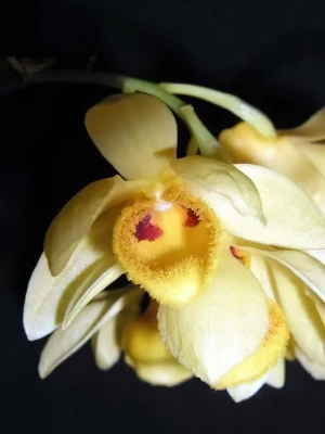 Bild von Dendrobium sulcatum 4